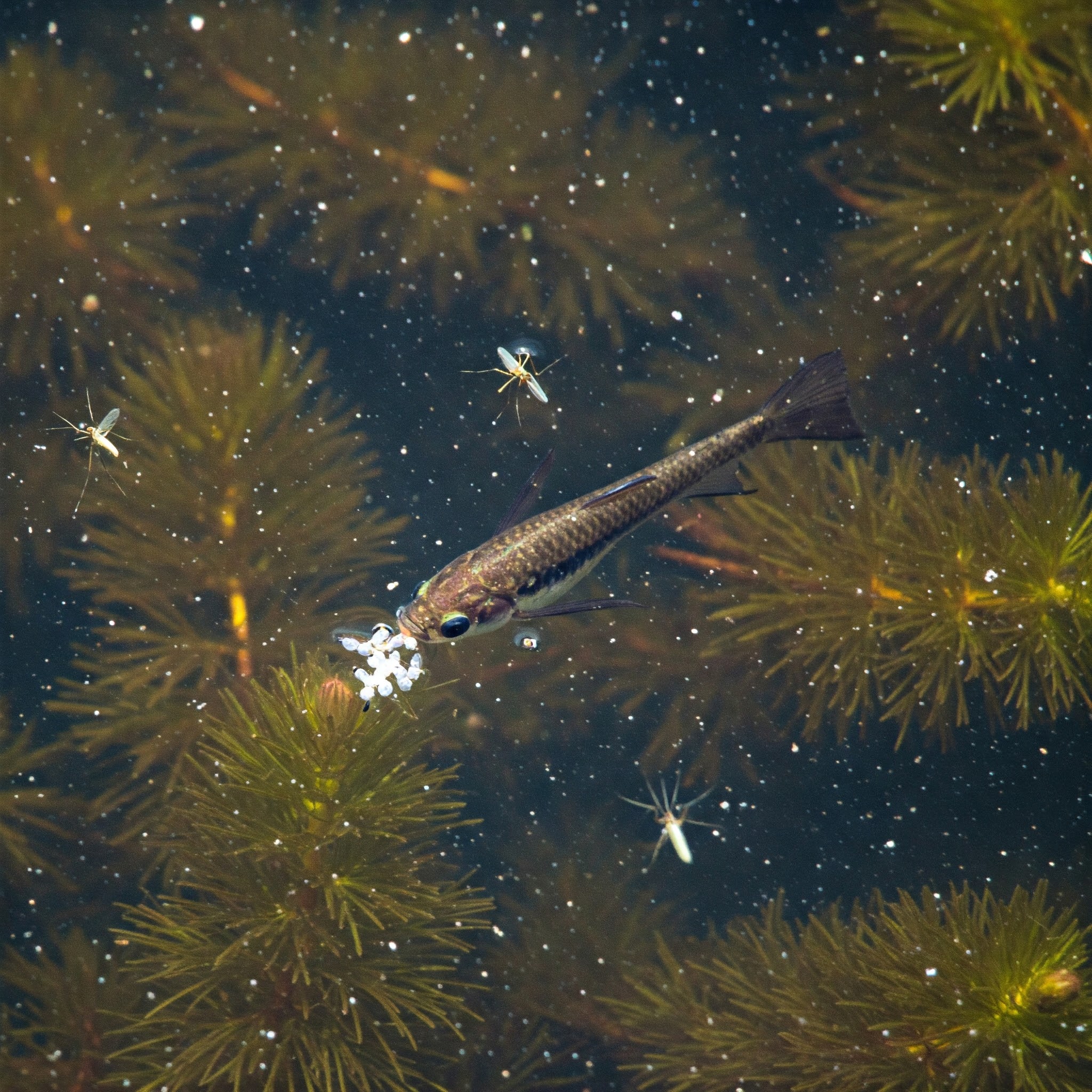 Mosquitofish, Your Backyard Allies
