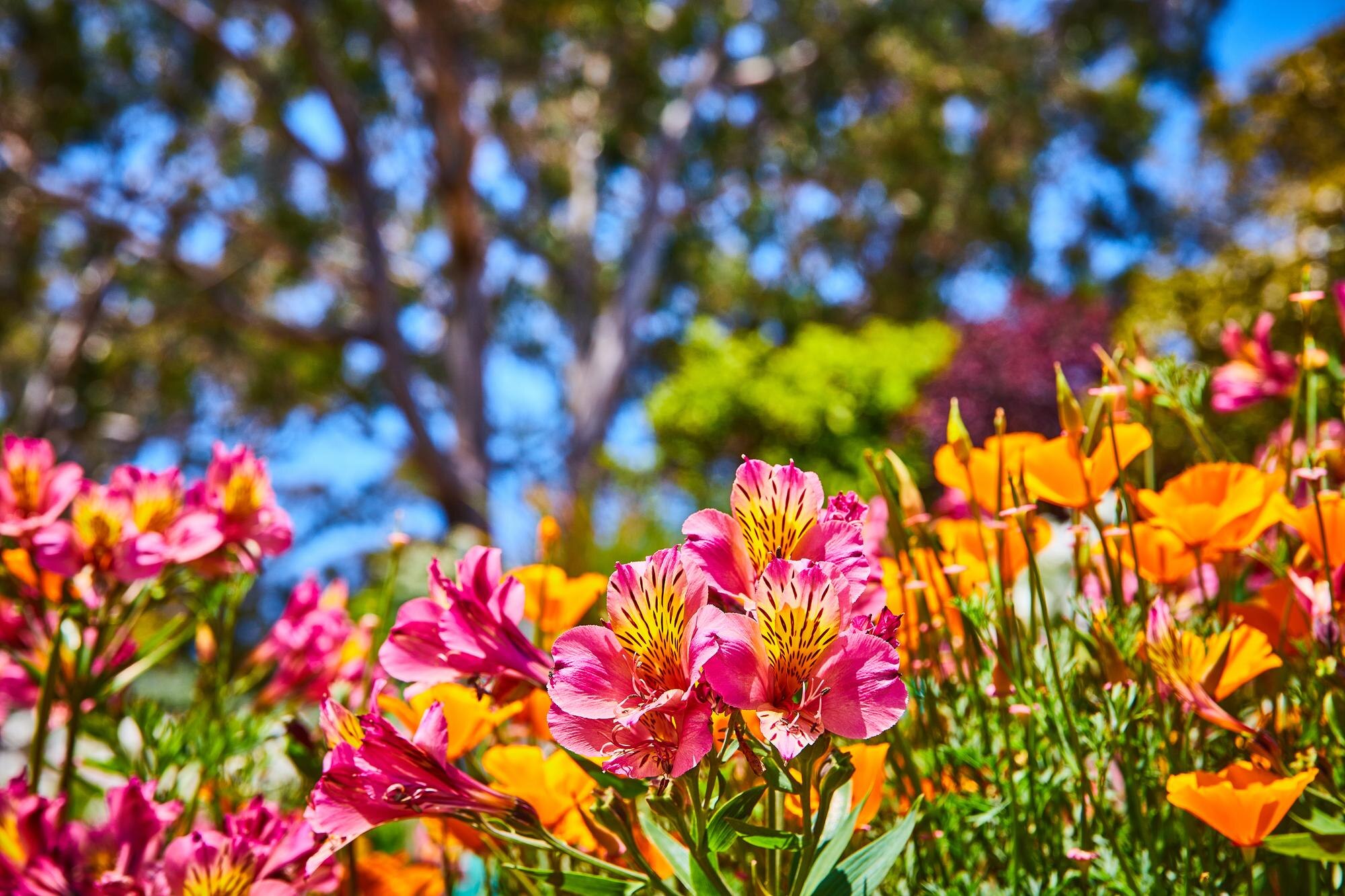 Seasonal Pest Control Tips for Tampa Homeowners: Keep Your Outdoor Spaces Enjoyable Year-Round