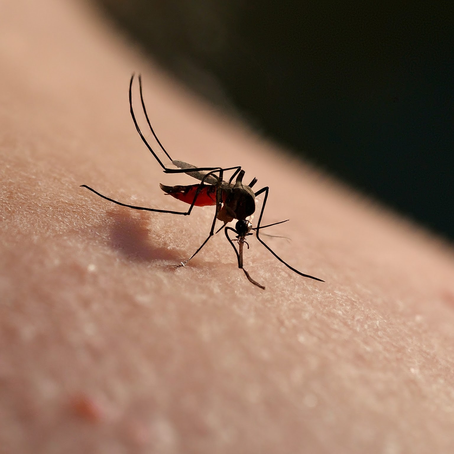 Mosquito Bites: 7 Tips Guide to Prevention and Relief